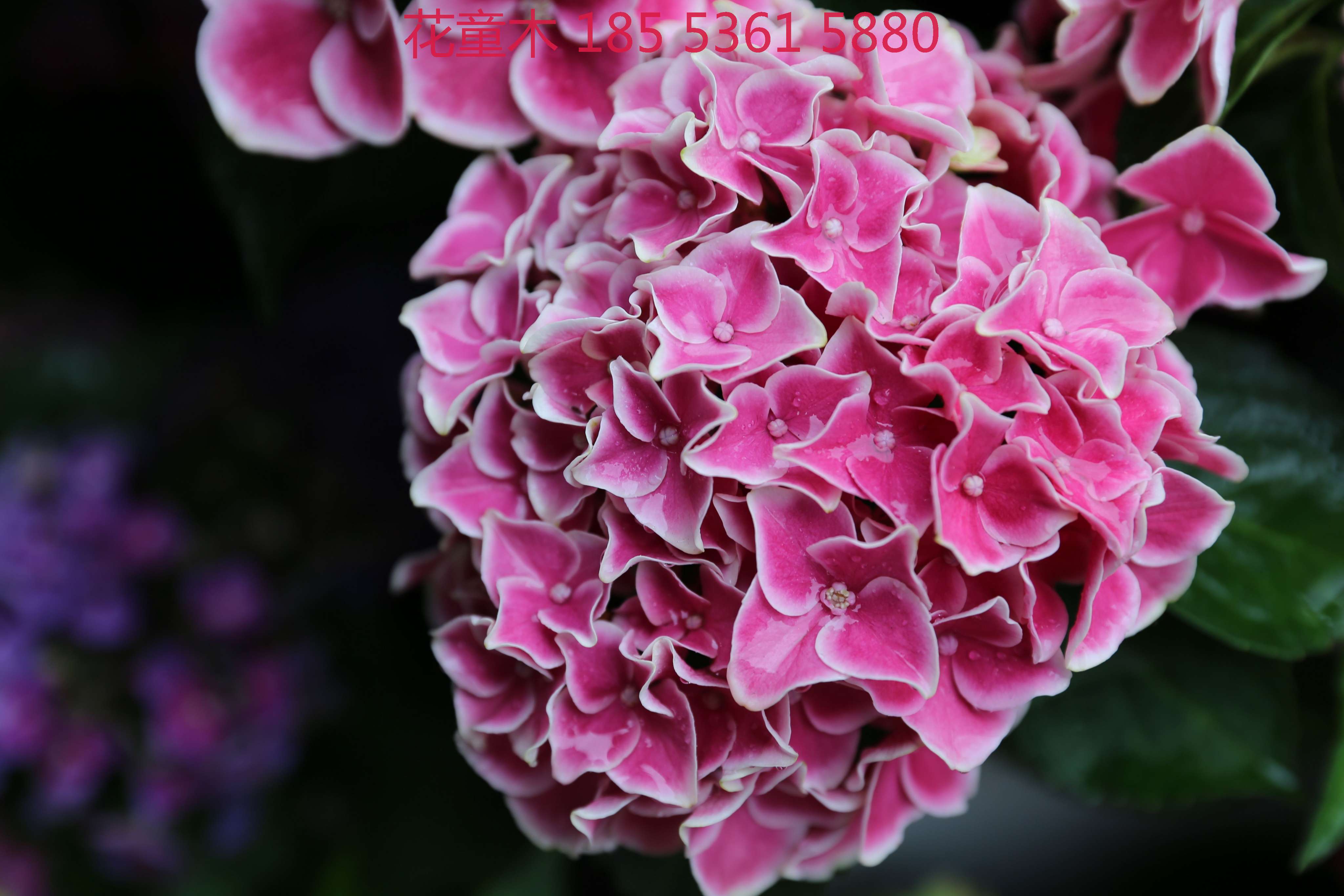 重瓣牵牛 定养产品 - 花童木 绣球 矾根 月季 宿根 草花 花灌木 观赏